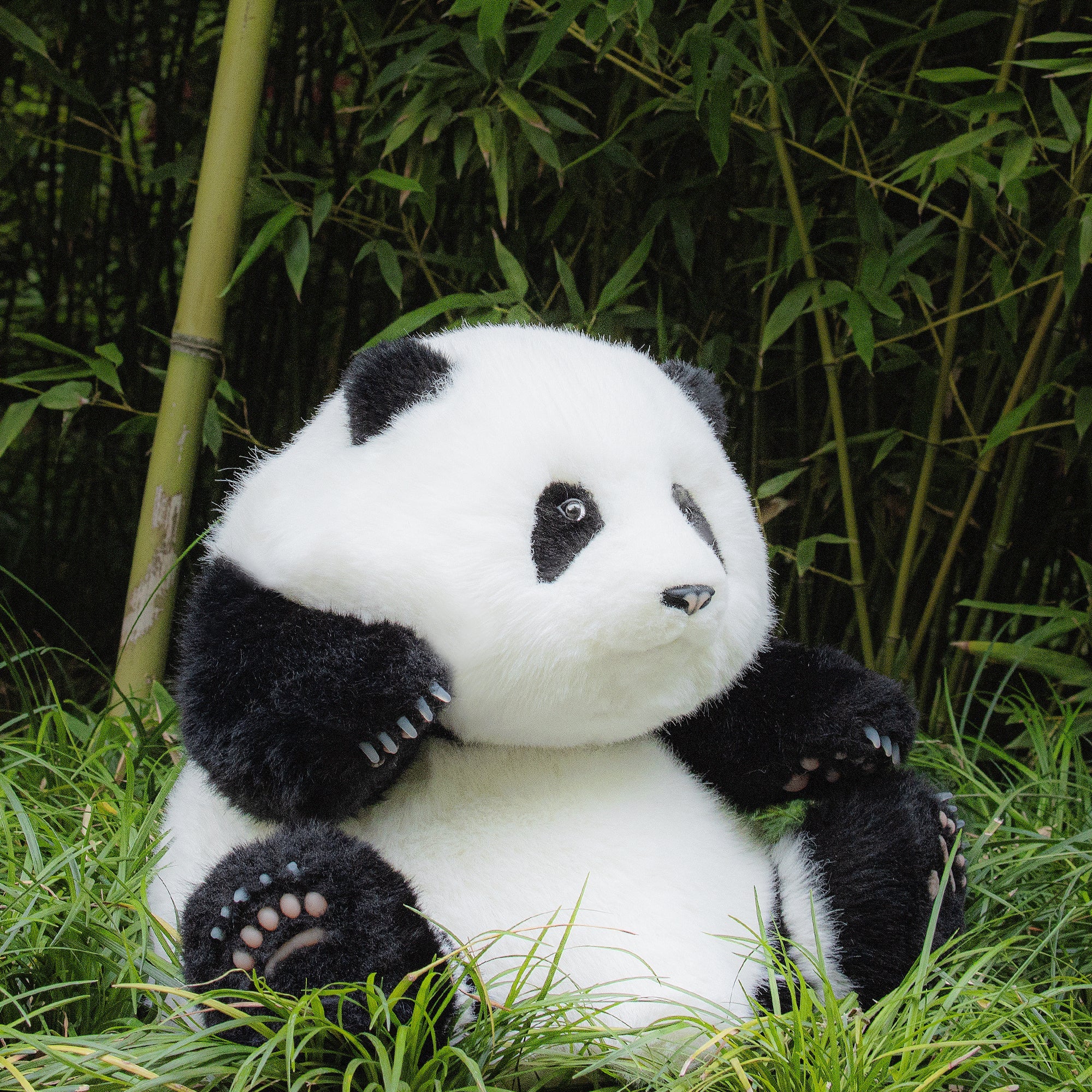 Panda Hehua 4.6lb Plush– Calm Companion Mindful Relax