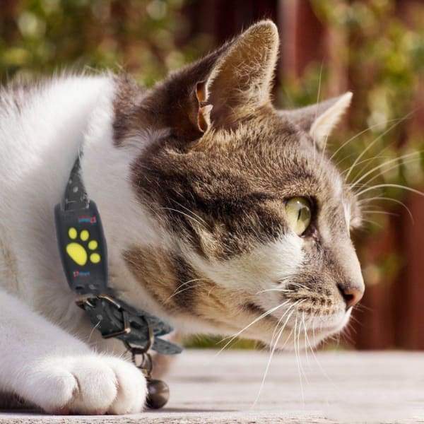 Highendlights MINI – GPS Tracker for Real-Time Cat Location Monitoring